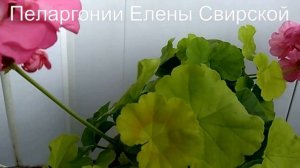 Утренний позитив! Пеларгонии Елены  Свирской СПб.