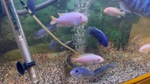 Африканские цихлиды