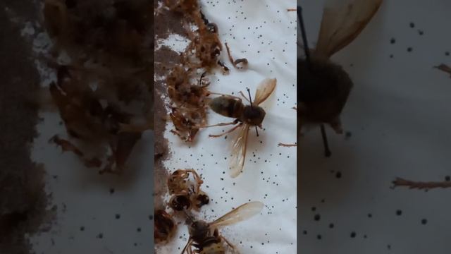 How Did Terrible Pests, Carpet Beetles Dermestidae, Infest Collection of Hornets, Vespa crabro?