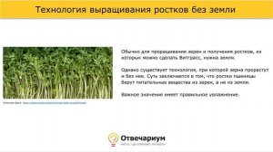 Как вырастить витграсс без земли?