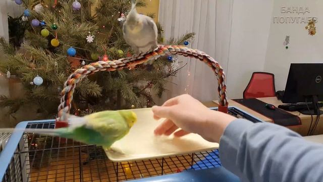 Попугай боится купаться. Приучаю кореллу купаться смотреть онлайн