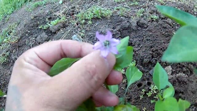 Black Scorpion Tongue. Черный язык скорпиона. Острый сорт перца