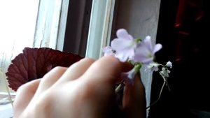Цветок оксалис, кислица, фиолетовый комнатный цветок