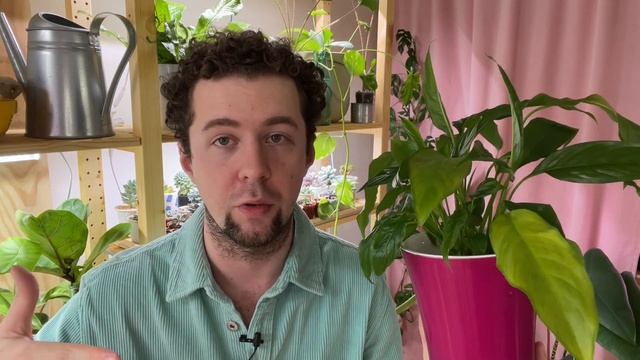 Спатифиллум («женское счастье»): уход и условия. Почему спатифиллум не цветет