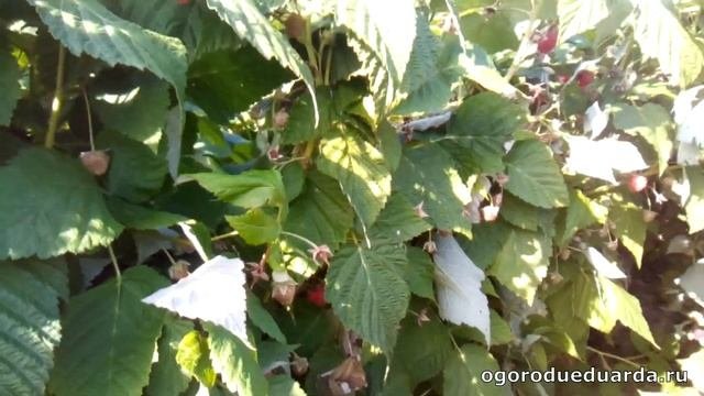 Показываю как ремонтантная малина полка переносит ночные заморозки