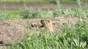 2022-6-11 Bobak Marmot