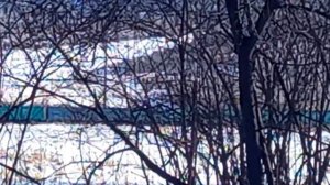 Калина на р.Ульбе за с.Тарханкой. ВКО.