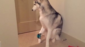 Хаски и зажим для волос .Часть 2