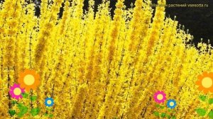 Форзиция промежуточная Викенд. Краткий обзор, описание характеристик forsythia intermedia Week End