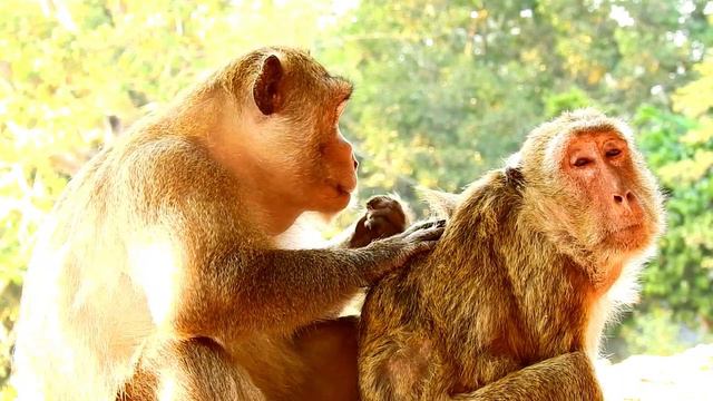 The best monkey grooming , The couple monkey was give best grooming смотреть онлайн