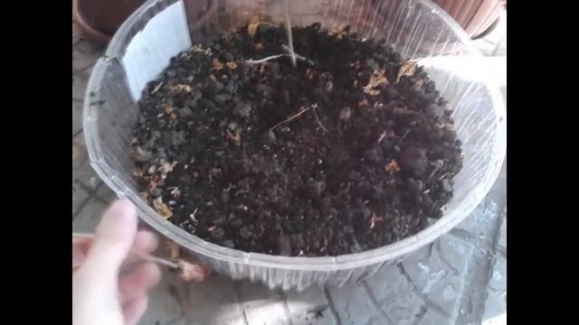 кислица размножение(черенкование)