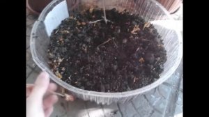 кислица размножение(черенкование)