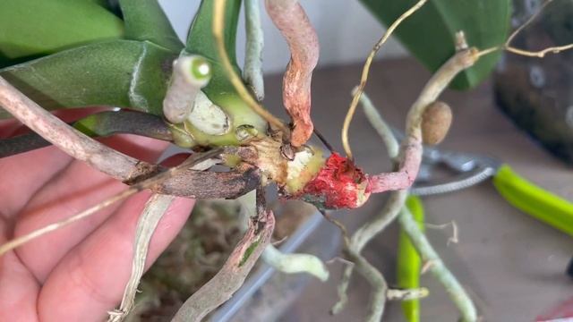 # 55 Вывод орхидеи Phalaenopsis Papagayo из реанимации. Пересадка в постоянный субстрат смотреть онлайн