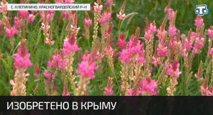 Апробацию крымского эспарцета проводят эксперты Южного центра ФГБУ «Центр оценки качества зерна»