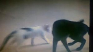 кот ходит как человек