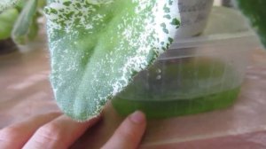 Мои Фиалочные Будни/ Уходовые мероприятия/ Один День Из Жизни?