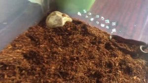 Домашняя змея?