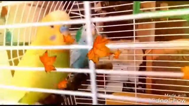 ЯДОВИТЫЕ ВАЗОНЫ ДЛЯ ПОПУГАЕВ! МАША И ЛАЙМИК смотреть онлайн