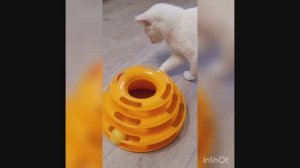 Весёлая игрушка для кота 😺