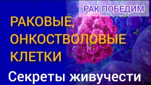 Раковые клетки. Онкостволовые клетки