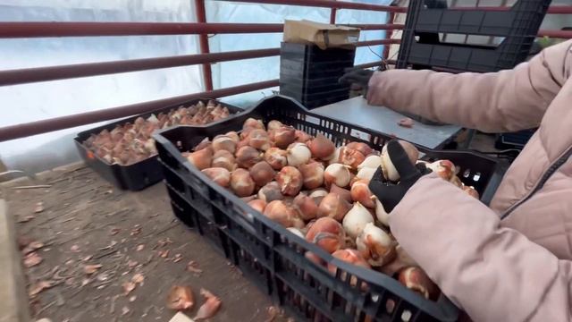 ЛУКОВИЦЫ-МУТАНТЫ.Посадка оч.крупных луковиц тюльпанов смотреть онлайн