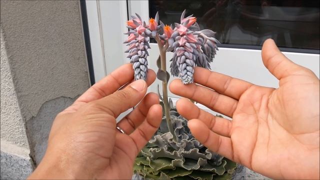 Echeveria shaviana e suas flores! смотреть онлайн