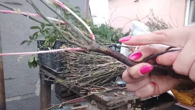 Розы. Проверяем приживаемость почек. смотреть онлайн