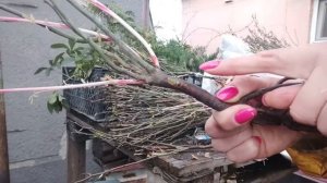 Розы. Проверяем приживаемость почек.