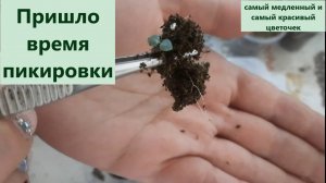 Пикировка эустомы  субстрат и  температурный режим. Семена катарантуса для весны 2023 года.