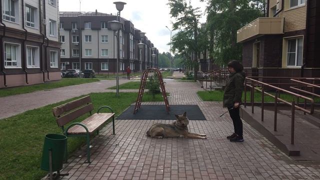 Тренировки волчицы Осени // Мои принципы работы с матёрым волком