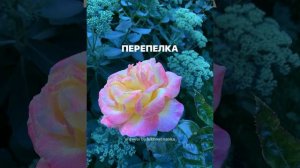 Перепелка. Песня из репертуара Людмилы Зыкиной