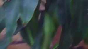 Комнатная юкка зацвела-это бывает крайне,крайне редко.