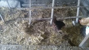 Осушитель подстилки - делаем сами.