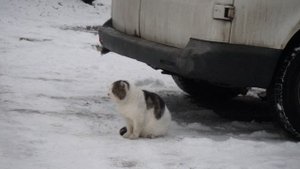 Толстый кот