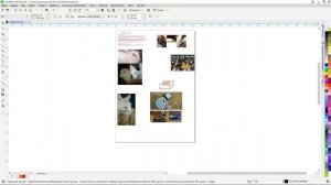Вихревые технологии в _мире животных_