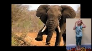 Логоритмическая песенка   "У жирафа"!