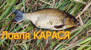 Ловля Карася, Поплавок, ловля на «прищип», «бантик» мякоть хлеба. Fishing. Подмосковье, Павлино.