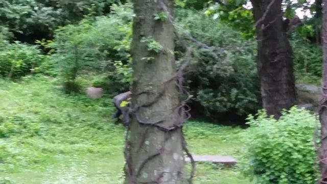 Бронкс Зоопарк 2015 ....Гoриллы смотреть онлайн