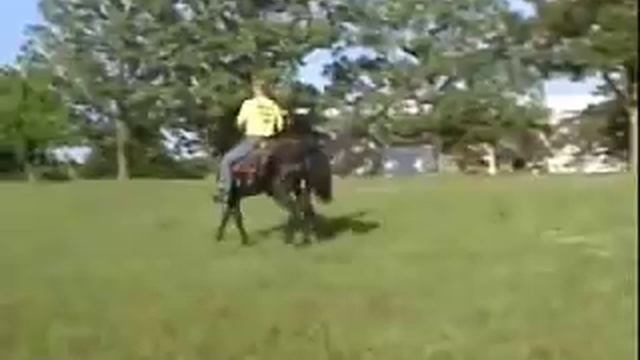 Gaited Morgan horse www.missourimorgans.com Caduceus Moses смотреть онлайн