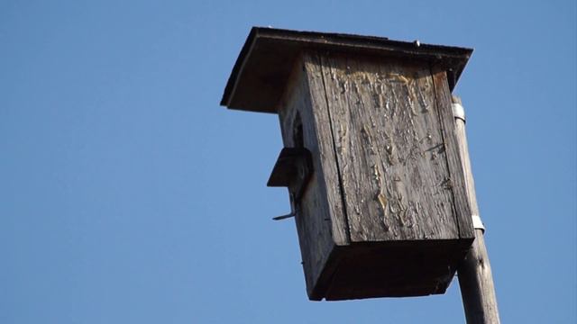 Наши уДачные соседи - Скворцы с птенцами. Релакс. Our Cute Neighbors (Starlings). смотреть онлайн