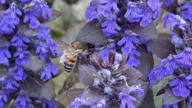 Интересные факты о пчелах. Как пчела собирает мед! смотреть онлайн