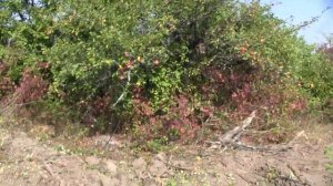 Бульдозер ЧТЗ Т-170. Корчування старого саду. Підготовка поля під посів.