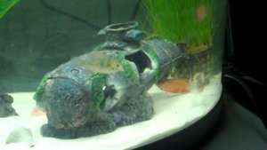 Jebo R760 62 liter tropical aquarium setup with blue ram