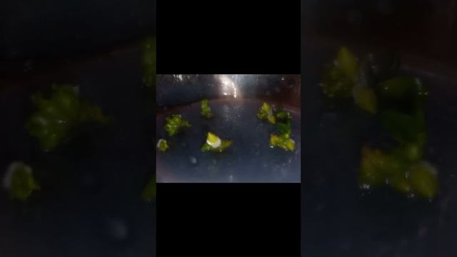 Растут Орхидеи из Своих семян/подробности на бусти в хорошем качестве/ссылка в описании ⬇️⬇️⬇️❤️?? смотреть онлайн