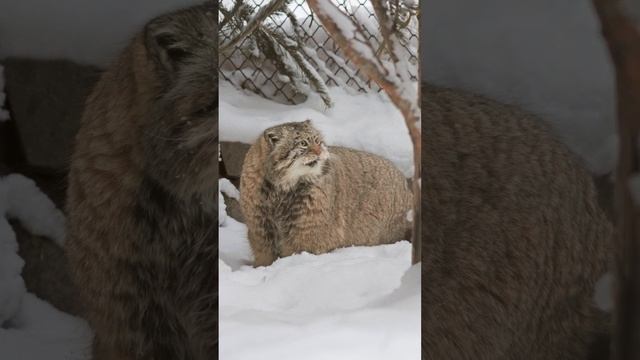 How Pallas's cat Zelenogorsk spends winter days