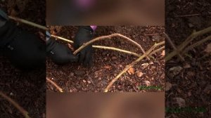 Малина / Укрываем малину на зиму / Как малину укрыть на зиму  мостиком / Уход за малиной