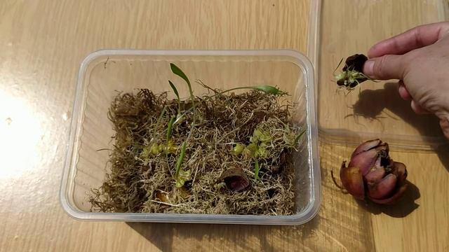 Как размножить лилии чешуйками. Самый простой способ. смотреть онлайн