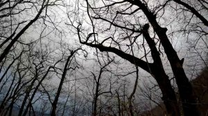 Охота на вяхиря 1.01.2023 года. Туапсинский район