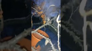 Сбор облепихи лучший способ зима ❄