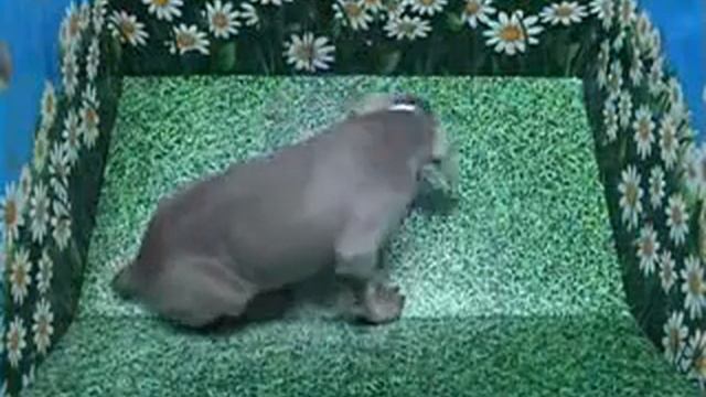 Abaddon our weimaraner puppy смотреть онлайн